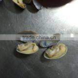 High Quality Frozen Vacuum Packed Short Necked Clam thumbnail-5