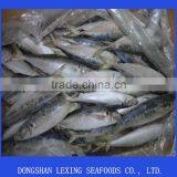 Frozen Mackerel Fish IQF Horse Mackerel thumbnail-1