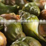 Jade Whelk thumbnail-2