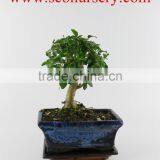 Ligustrum 15cm Ball thumbnail-1