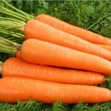High Quality Hybrid Carrot Seeds Vegetables seed SX Carrot Seed No.1