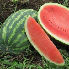 High Disease Resistance Oval Shape Hybrid Watermelon Seeds for Growing thumbnail-1