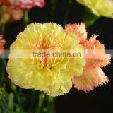 Beautiful New Arrival Exporters Carnation thumbnail-6