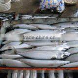Pacific Frozen Mackerel