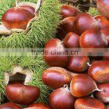 2016 China Hebei fresh sweet chestnuts