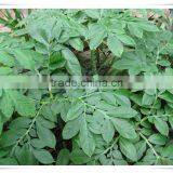 Zero Calorie Pumpkin Konjac Noodle thumbnail-2