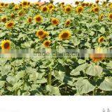 230~300pcs Sunflower Seeds 363 ,5009 thumbnail-3