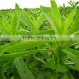 ISO HACCP KOSHER FDA Factory Directly Supplier Stevia Leaf Extract RA98% Stevia Extract thumbnail-4