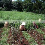 Vietnamese High Quality GREEN TEA thumbnail-4