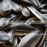 Raw Black Sunflower Seeds 5009