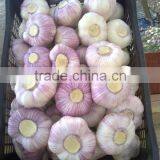 Takings Egyptian Garlic...dry Garlic With Best Quality thumbnail-5