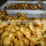 2015 China Fresh Crop Big Ginger thumbnail-6