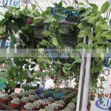 740 Nursery Pool Rack thumbnail-1