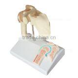 Shoulder Plastic Education Human Body Anatomy Model thumbnail-3