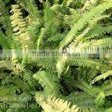 Artificial Fern thumbnail-5