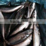 Iran Fish Frozen Mackerel thumbnail-2