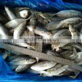 Export 30-50g Trawel Small Size Horse Mackerel Sell thumbnail-2