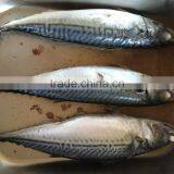 New Landing Frozen Fish Pacific Mackerel China Suppliers thumbnail-4