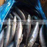 Sea Frozen Mackerel 500-750g 2016 thumbnail-1