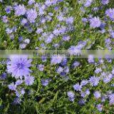 Roasted Chicory Instant Spray Dried thumbnail-3