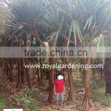 Pandanus Utilis High 4-5m thumbnail-3