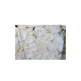 Float Glass thumbnail-1