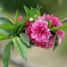 Price List of Small Prunus Persica Var. Duplex Seedlings, Quotation of Prunus Persica Var. Duplex, One Prunus Persica Var. Duplex Tree thumbnail-5