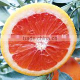 Sell Chinese red pulp navel orange