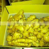 China Big Ginger of Low Price thumbnail-1