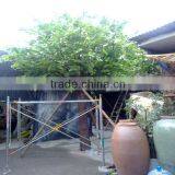 Detachable and Assembled Chestnut Tree 100% Handmade
