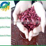 Top Organic Chinese Dark Red Kidney Beans thumbnail-3