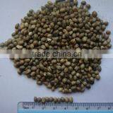 Private Label Organic Hulled Hemp Seed,Hemp Seeds,Shelled Hemp Seeds thumbnail-4