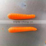 delicious and red chinese carrot