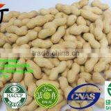 ROASTED PEANUT IN SHELL 9/11 NATURE FLAVOR thumbnail-5