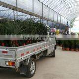 Palm Seedlings Bismarckia Nobilis thumbnail-2