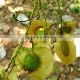 Indian Bija Foretsry Tree Seeds Pterocarpus Marsupium Rajasthan Asia thumbnail-3