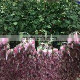2016 Kunming Fresh Cut Flowers Fresh Cut Roses Wholesale Price thumbnail-2