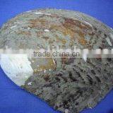 Chinese Freshwater Mother Pearl Shell (trigonometry Mussel)