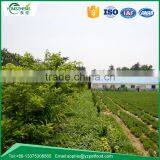 Bird Food of Dried Mealworm thumbnail-5