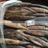 Frozen Squid(loligo Squid,frozen Fish) thumbnail-3