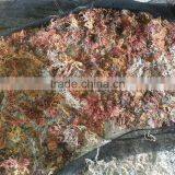 Eucheuma Cottoni thumbnail-2