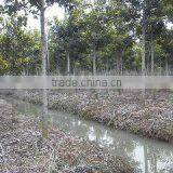 Ficus Nitida Landscaping Trees for Outdoor thumbnail-3