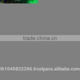 Rainbow Shark Fish/Ornamental Fish Thailand thumbnail-4