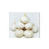 sell china pure  fresh white garlic