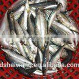 Frozen Pacific Mackerel for Sale With Size - 80g thumbnail-2