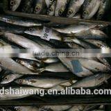 Landing Frozen Horse Mackerel With Size 60 - 80 thumbnail-1