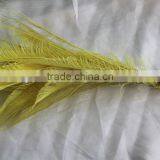 Wholesale dyed peacock feather in yellow