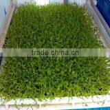 Wheat/grass/bean Growing Machine, Barley Sprout Machine Hydroponics Animal Fodder thumbnail-4