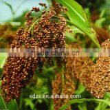 Hybrid Sorghum Seeds thumbnail-5