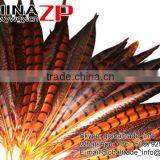 CHINAZP Factory Exporting Wholesale High Quality Dyed Orange Lady Amherst Pheasant Tail Feathers for DIY Decorations thumbnail-3
